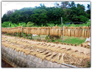 Rice Drying