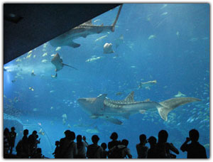 Okinawa Churaumi Aquarium